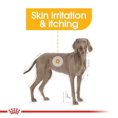 Diagram highlighting skin irritation and itching on a dog's body, with text 'Skin irritation & itching' above the illustration.