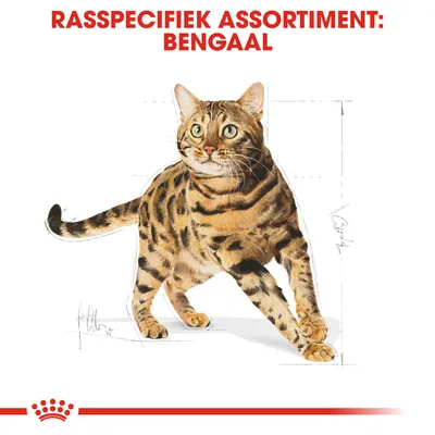 Rasspecifiek assortiment: Bengaal. Illustratie van een Bengaal kat met meetlijnen op de achtergrond, bedoeld voor rasspecifieke producten.