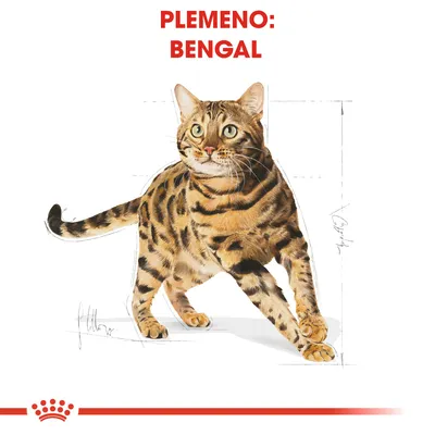 Plemeno: Bengal. Ilustrácia bengálskej mačky s hnedou a čiernou škvrnitou srsťou, zvýraznené proporcie tela.