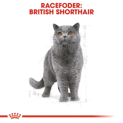 Racefoder: British Shorthair. Illustration af en grå British Shorthair kat med orange øjne, tekst i rødt øverst.