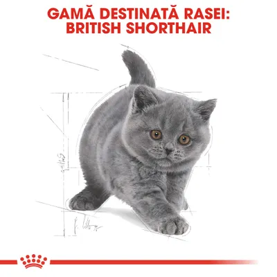 GAMĂ DESTINATĂ RASEI: BRITISH SHORTHAIR, text vizibil deasupra unei imagini cu o pisică British Shorthair gri. Linie roșie și simbol grafic în partea de jos.