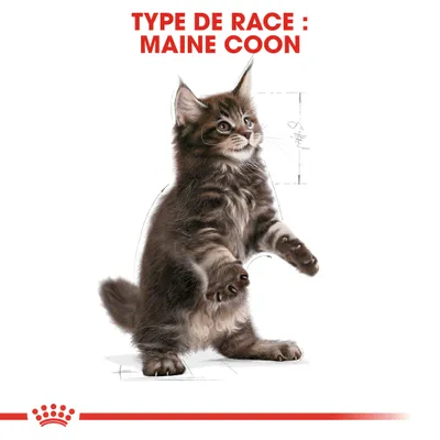 Texte visible : TYPE DE RACE : MAINE COON, illustration d’un chaton Maine Coon debout sur ses pattes arrière avec schéma de mesures en arrière-plan.