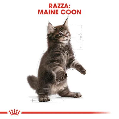 Testo visibile: RAZZA: MAINE COON. Immagine di un cucciolo di gatto Maine Coon in piedi su due zampe, con schizzi tecnici sullo sfondo.