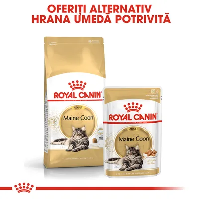 ROYAL CANIN Maine Coon Adult, hrană uscată și umedă pentru pisici. Text vizibil: OFERIȚI ALTERNATIV HRANĂ UMEDĂ POTRIVITĂ. Ambalaje cu imagine de pisică Maine Coon.