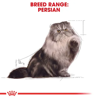 Illustration av en perserkatt med texten 'BREED RANGE: PERSIAN' i rött ovanför. Skissade linjer markerar kattens proportioner.