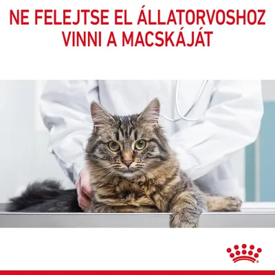 NE FELEJTSE EL ÁLLATORVOSHOZ VINNI A MACSKÁJÁT