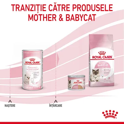 Tranziție către produsele Mother & Babycat Royal Canin: lapte pentru pisoi, hrană umedă și uscată. Etape marcate: naștere, înțărcare. Text vizibil integral în imagine.