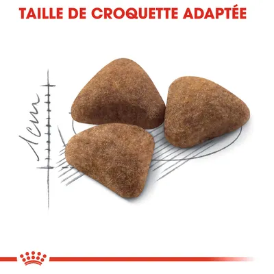 Trois croquettes triangulaires avec indication de taille, environ 1 cm. Texte en haut : TAILLE DE CROQUETTE ADAPTÉE.