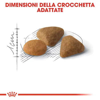 Tre crocchette di forma diversa su sfondo bianco, testo visibile: 'DIMENSIONI DELLA CROCCHETTA ADATTATE', scala disegnata con indicazione 1 cm.