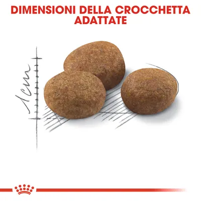 Tre crocchette marroni con testo: 'Dimensioni della crocchetta adattate' e scala che indica circa 1 cm di diametro.