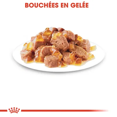 Assiette de bouchées en gelée, texte visible : BOUCHÉES EN GELÉE. Morceaux de pâtée recouverts de gelée sur une assiette blanche.