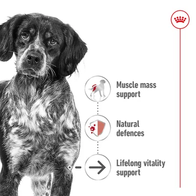 Image showing muscle mass support, natural defences, and lifelong vitality support as key benefits, with icons and a dog pictured beside the feature list.