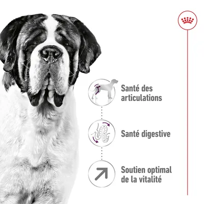 Santé des articulations, santé digestive, soutien optimal de la vitalité – texte visible à côté d’un chien Saint-Bernard en noir et blanc, logo Royal Canin en haut à droite.
