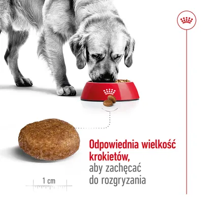 Pies jedzący z miski, powiększony krokiet o średnicy 1 cm. Tekst: Odpowiednia wielkość krokietów, aby zachęcać do rozgryzania.