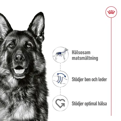 Illustration med hund och tre ikoner: Hälsosam matsmältning, Stödjer ben och leder, Stödjer optimal hälsa. Royal Canin-symbol synlig uppe till höger.