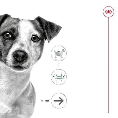 Imagem de cão com ícones ilustrativos: silhueta de cão, articulações e seta para a direita. Coroa vermelha no canto superior direito.