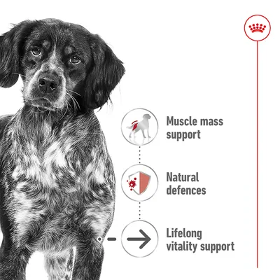 Image showing muscle mass support, natural defences, and lifelong vitality support as key benefits, with icons and a dog pictured beside the feature list.