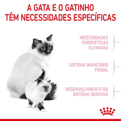 A GATA E O GATINHO TÊM NECESSIDADES ESPECÍFICAS: necessidades energéticas elevadas, sistema imunitário frágil, desenvolvimento do sistema nervoso. Texto em português.