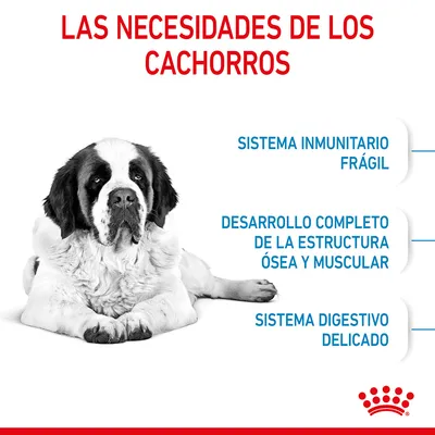 Las necesidades de los cachorros: sistema inmunitario frágil, desarrollo completo de la estructura ósea y muscular, sistema digestivo delicado. Imagen de un cachorro grande acostado.