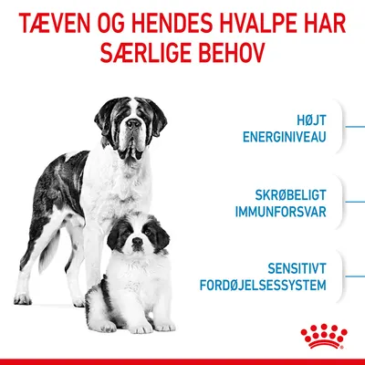 Tæven og hendes hvalpe har særlige behov. Højt energiniveau, skrøbeligt immunforsvar, sensitivt fordøjelsessystem. To Sankt Bernhardshunde vises.