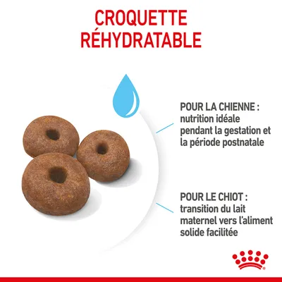 Croquette réhydratable. Pour la chienne : nutrition idéale pendant la gestation et la période postnatale. Pour le chiot : transition du lait maternel vers l’aliment solide facilitée.