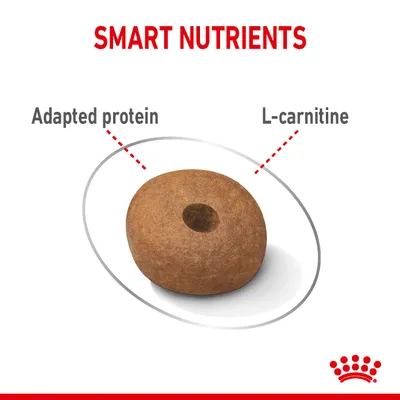 Kibble piece with feature callouts: adapted protein and L-carnitine, under the heading 'Smart Nutrients'.