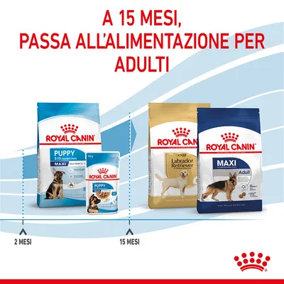 A 15 mesi, passa all’alimentazione per adulti. Royal Canin Puppy Maxi 2–15 mesi e Adult Labrador Retriever, Maxi Adult. Indicazioni: 2 mesi, 15 mesi.