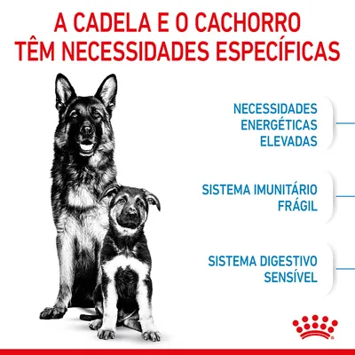 A cadela e o cachorro têm necessidades específicas: necessidades energéticas elevadas, sistema imunitário frágil, sistema digestivo sensível. Marca Royal Canin visível.