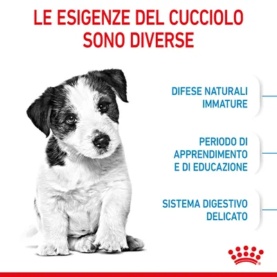 Le esigenze del cucciolo sono diverse: difese naturali immature, periodo di apprendimento e di educazione, sistema digestivo delicato. Immagine di un cucciolo in bianco e nero.