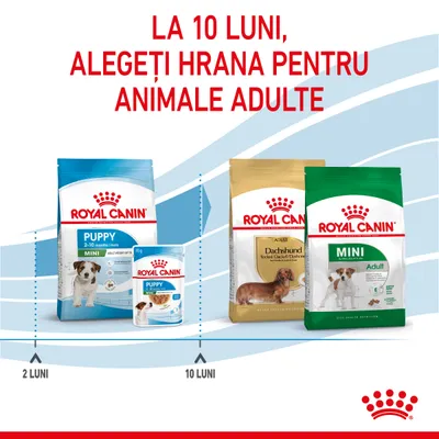 La 10 luni, alegeți hrana pentru animale adulte. Pachete Royal Canin Puppy Mini 2–10 luni și Royal Canin Adult Dachshund, Mini Adult. Marcaje la 2 luni și 10 luni.