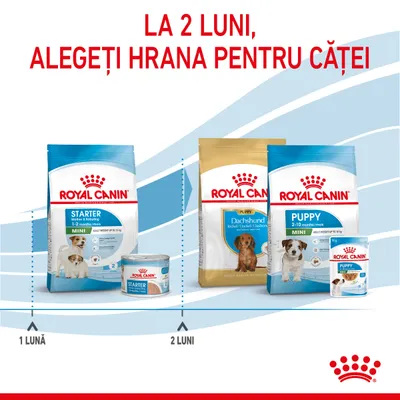 La 2 luni, alegeți hrana pentru căței. Pachete Royal Canin Starter 1–2 luni și Puppy 2–10 luni, inclusiv Mini și Dachshund, prezentate pentru vârste diferite de câini.