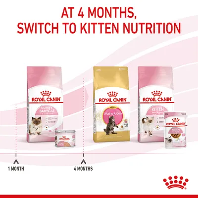 Feeding guide showing to switch from Royal Canin Babycat food at 1 month to Royal Canin Kitten nutrition at 4 months, with product images and timeline.