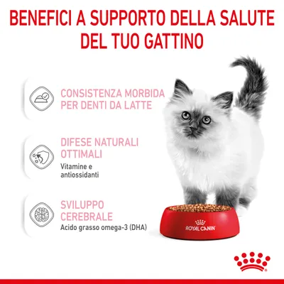 Benefici a supporto della salute del tuo gattino: consistenza morbida per denti da latte, difese naturali ottimali con vitamine e antiossidanti, sviluppo cerebrale con DHA. Royal Canin.