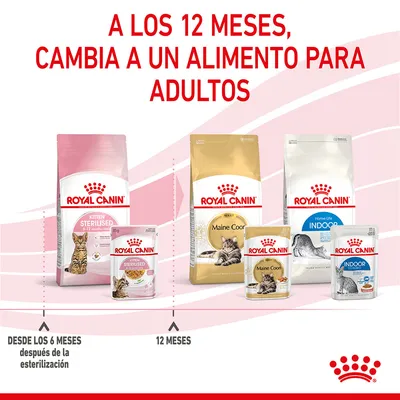 A los 12 meses, cambia a un alimento para adultos. Royal Canin Kitten Sterilised desde los 6 meses tras la esterilización; a los 12 meses, Royal Canin Maine Coon Adult e Indoor.