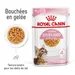 Royal Canin FHN Sterilised Kitten en gelée pour chaton