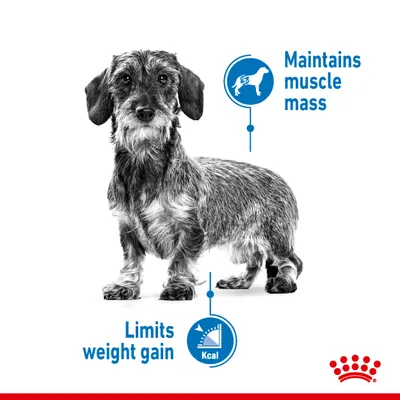 Image highlights product benefits: maintains muscle mass and limits weight gain, with icons showing a pet silhouette and a calorie gauge.