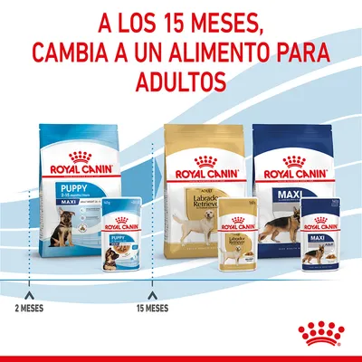 A los 15 meses, cambia a un alimento para adultos. Piensos y latas Royal Canin Puppy hasta 15 meses; a partir de 15 meses, Royal Canin Adult Labrador Retriever y Maxi.