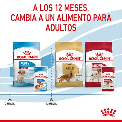 A los 12 meses, cambia a un alimento para adultos. Royal Canin Puppy 2–12 meses y Adult Cocker o Medium. Línea de tiempo: 2 meses con Puppy, 12 meses con Adult.