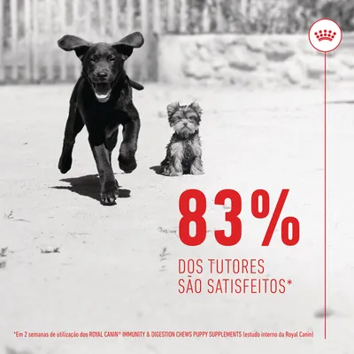 83% dos tutores são satisfeitos*. *Em 2 semanas de utilização dos ROYAL CANIN IMMUNITY & DIGESTION CHEWS PUPPY SUPPLEMENTS (estudo interno da Royal Canin)