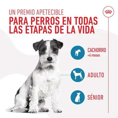 Un premio apetecible para perros en todas las etapas de la vida: cachorro >6 meses, adulto y sénior. Imagen de perro pequeño blanco y negro.