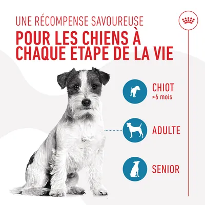 Une récompense savoureuse pour les chiens à chaque étape de la vie : chiot >6 mois, adulte, senior. Illustration d’un chien et pictogrammes des trois stades.