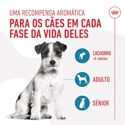 Texto: Uma recompensa aromática para os cães em cada fase da vida deles. Cachorro >6 meses, Adulto, Sénior. Imagem de cão e ícones das três fases.