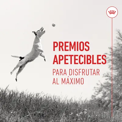 Premios apetecibles para disfrutar al máximo