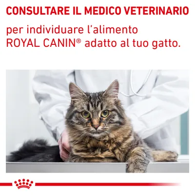CONSULTARE IL MEDICO VETERINARIO per individuare l’alimento ROYAL CANIN adatto al tuo gatto. Immagine di un veterinario con un gatto su un tavolo.