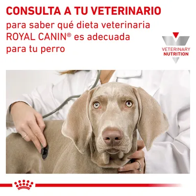 CONSULTA A TU VETERINARIO para saber qué dieta veterinaria ROYAL CANIN es adecuada para tu perro. Logotipo Veterinary Nutrition. CONSULTA A TU VETERINARIO para saber qué dieta veterinaria ROYAL CANIN es adecuada para tu perro. Logotipo Veterinary Nutrition.
