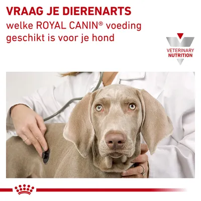 VRAAG JE DIERENARTS welke ROYAL CANIN voeding geschikt is voor je hond. VETERINARY NUTRITION. Dierenarts onderzoekt hond met stethoscoop.