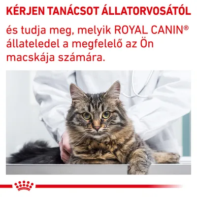 KÉRJEN TANÁCSOT ÁLLATORVOSÁTÓL és tudja meg, melyik ROYAL CANIN állateledel a megfelelő az Ön macskája számára. Macska vizsgálóasztalon, állatorvos mellett.