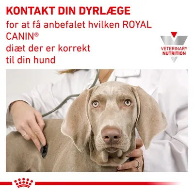KONTAKT DIN DYRLÆGE for at få anbefalet hvilken ROYAL CANIN diæt der er korrekt til din hund. VETERINARY NUTRITION. Person i hvid kittel undersøger hund med stetoskop.