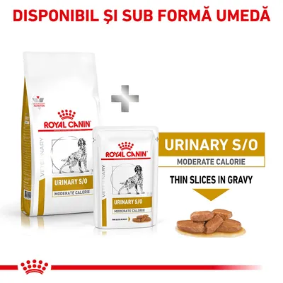 Royal Canin Urinary S/O Moderate Calorie pentru câini, disponibil și sub formă umedă. Pachet cu hrană uscată și plic cu felii subțiri în sos. Text vizibil: Thin slices in gravy.