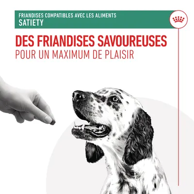 Texte : Friandises compatibles avec les aliments Satiety. Des friandises savoureuses pour un maximum de plaisir. Main tendant une friandise à un chien tacheté.